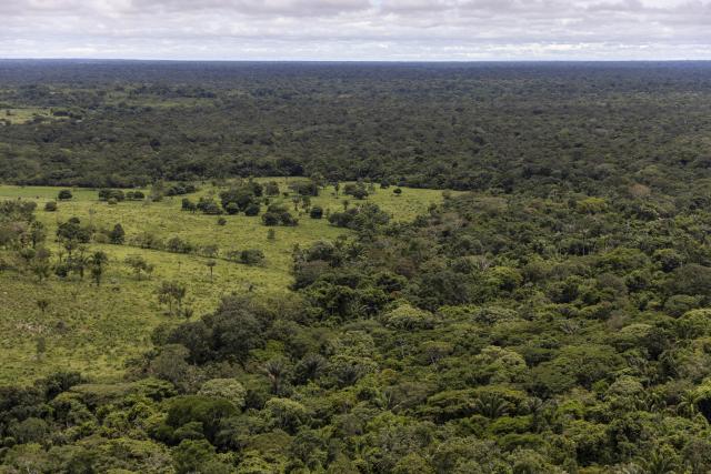Colombia is being deforested at an alarming rate, due to land grabbing and cattle ranching