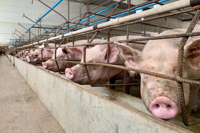 A row of pigs with little space at an Intensive pig farm