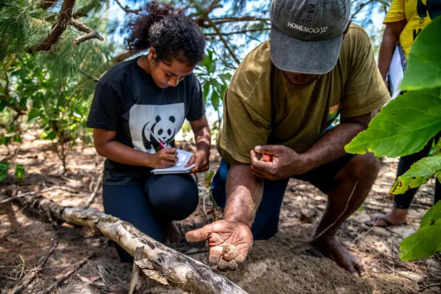 Community turtle monitors inspecting a nest