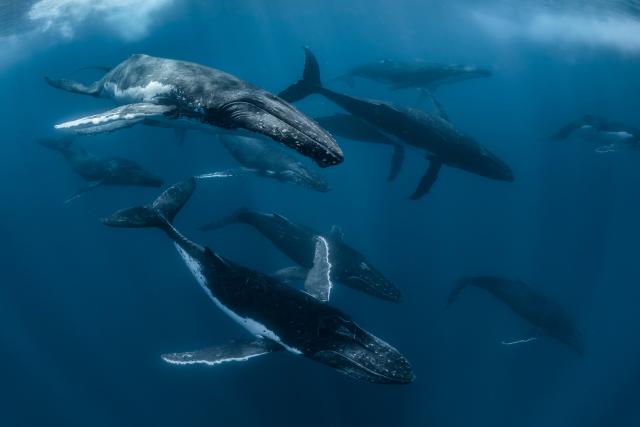 A pod of humpback whales swimming underwater