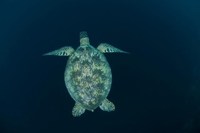 Green turtle swimming in dark blue waters