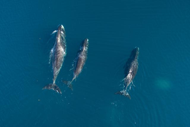 Bowhead whale(s) (Balaena mysticetus) in Cumberland Sound, Nunavut, Canada