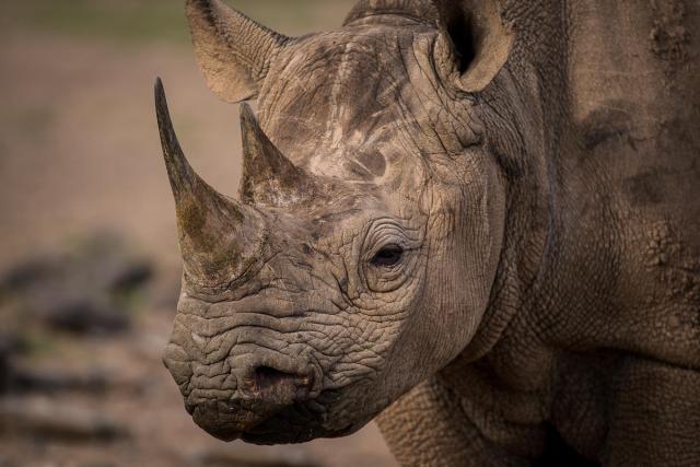 Eastern black rhinoceros (Diceros bicornis michaeli) female Lola 7 years. Ol Pejeta Conservancy, Kenya, Africa