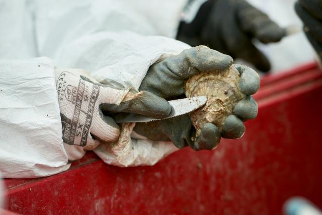 Person cleaning and oyster