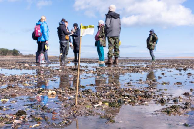 A flag in the sand marking a seagrass mapping zone