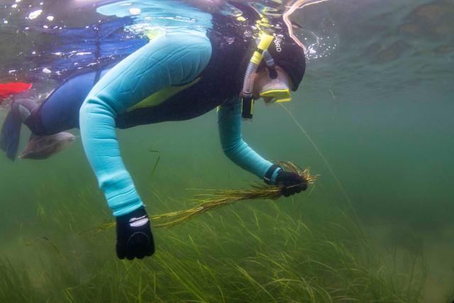 Driver swimming with seagrass