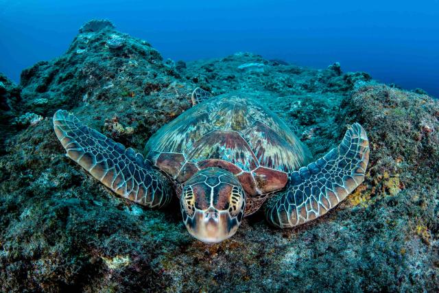 Green turtle swimming close to rocks
