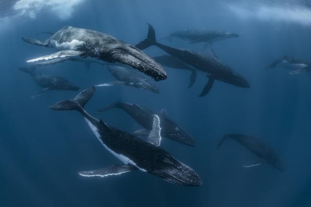 WWF and leading scientists launch new online whale tracker