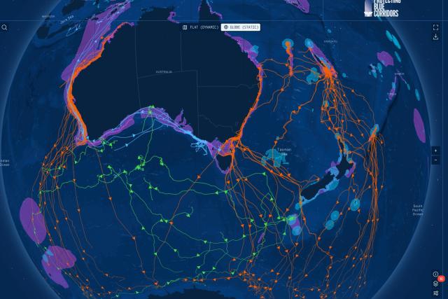 Screenshot of BlueCorridors platform showing whale migration routes