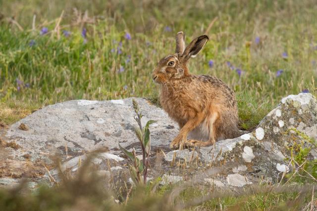 Brown Hare sits on a rock in Wales