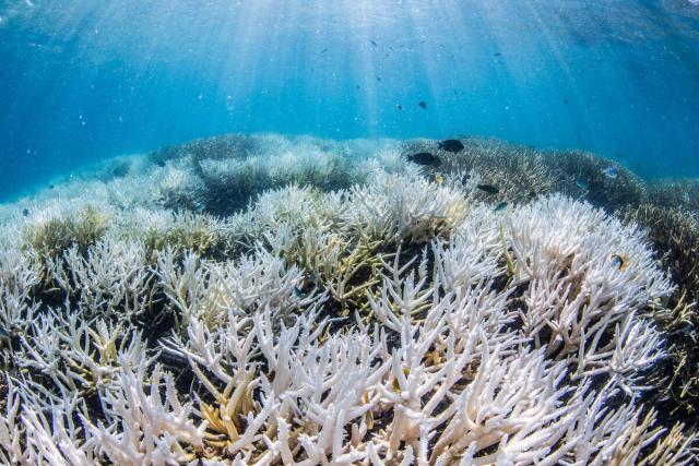 Coral bleaching on the Southern Great Barrier Reef