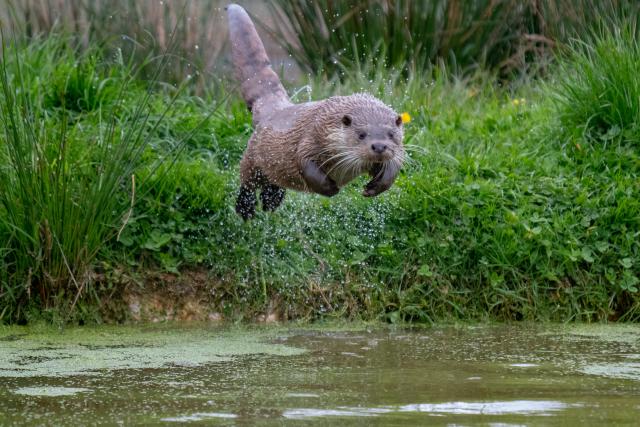 An otter diving from a grassy bank into a river