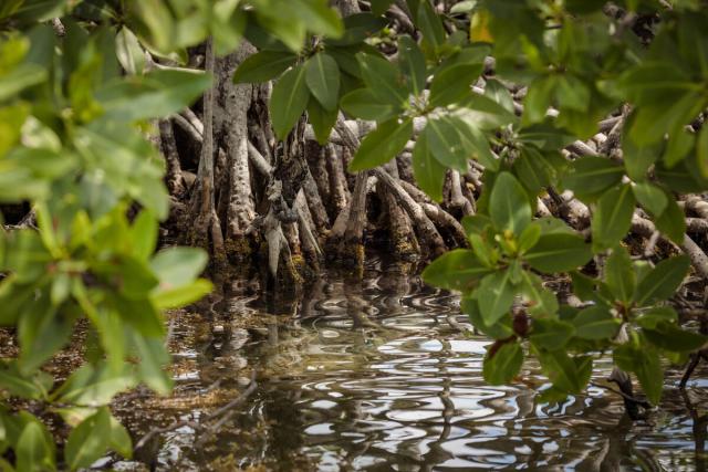 Mangroves at Boca Chica Channel at Hol Chan National Park and Marine Reserve