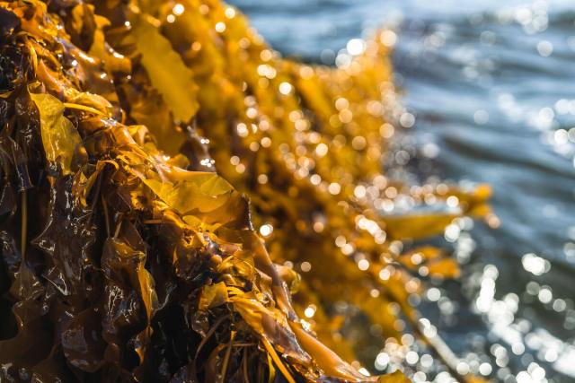 Close up of sugar kelp on a line attached to seaweed