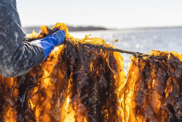  Close up of Brandon Hoogerhyde pulling up a line of sugar kelp in Stockton Springs, Maine, USA