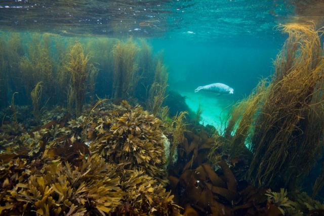 A young grey seal (Halichoerus grypus) exploring a seaweed garden in summer (June). Cairns of Coll, Island of Coll, Inner Hebrides, Scotland. North East Atlantic Ocean.