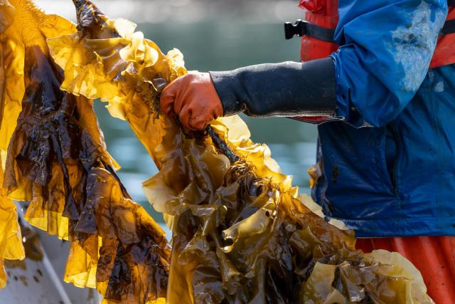 Person harvesting sugar kelp