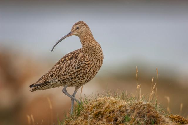 Portrait of an adult Eurasian curlew (Numenius arquata) on a grassy mound