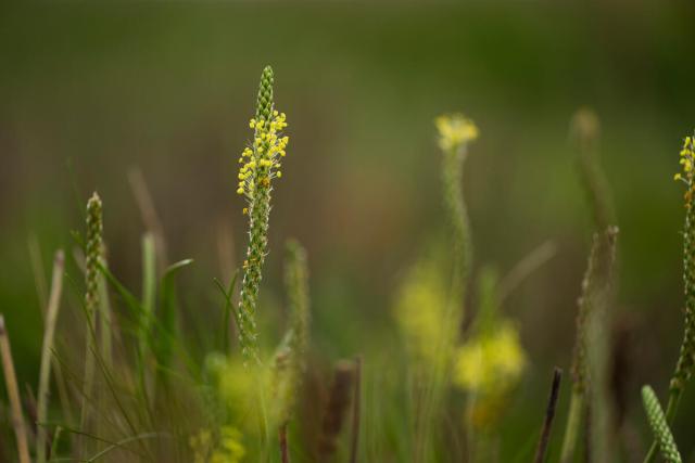 Sea plantain (Plantago maritima). Close up of flowering plants.