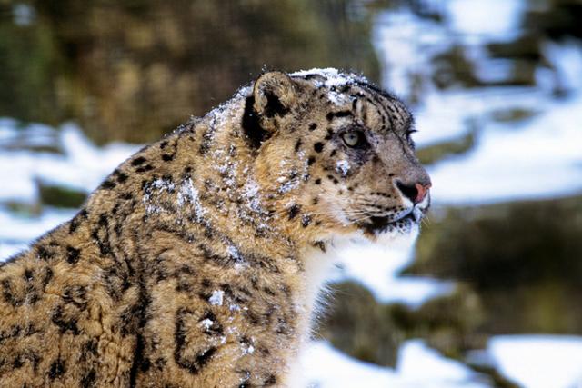 Snow Leopards