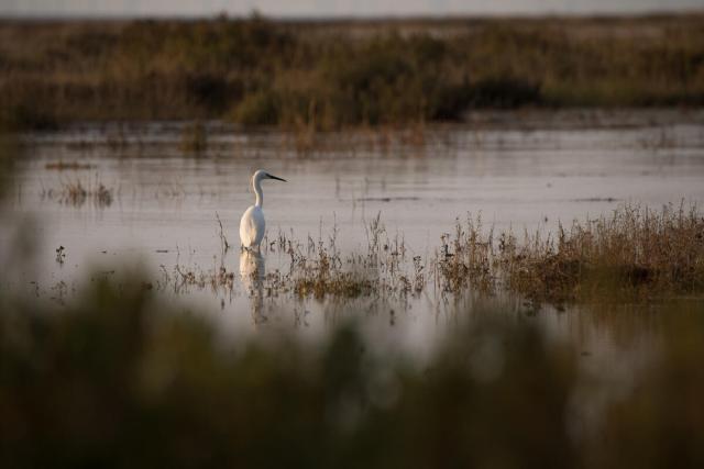 Egret fishing.
