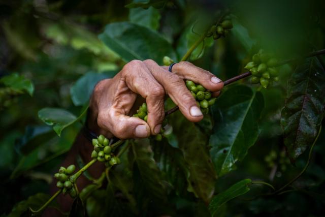 Hands going through an organic coffee at an plantation in Brazil 