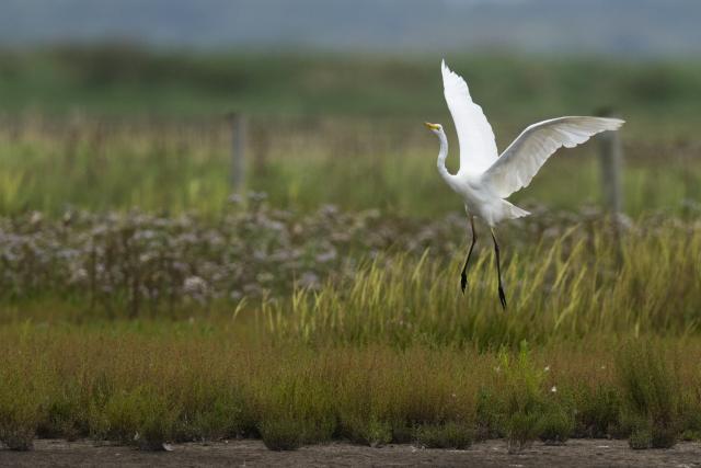 An adult great white egret at Hesketh Out Marshes