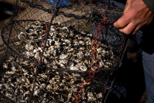 Oyster nets washed and prepared at Fishers Island Oyster Farm in Fishers Island