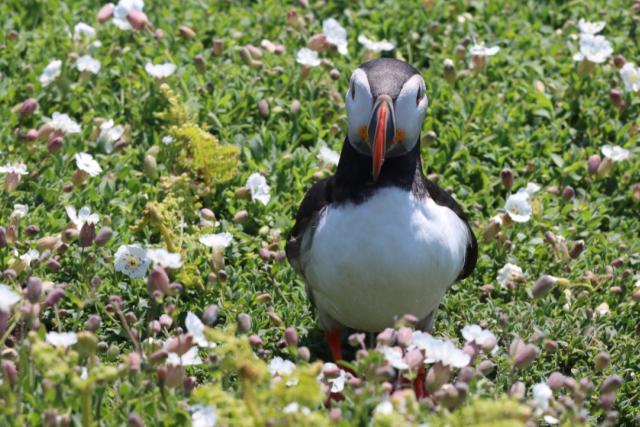 Puffin surrounded by flowers