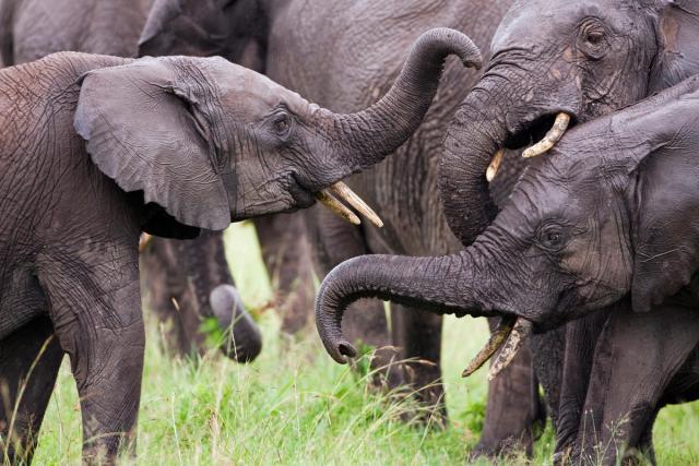 African elephant (Loxodonta africana) sub-adults and calves playing, Masai Mara National Reserve, Kenya