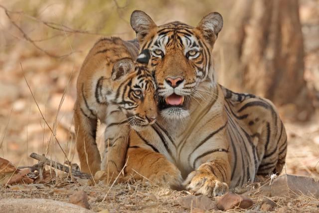 Bengal tiger (Panthera tigris tigris) mother with cub age four months