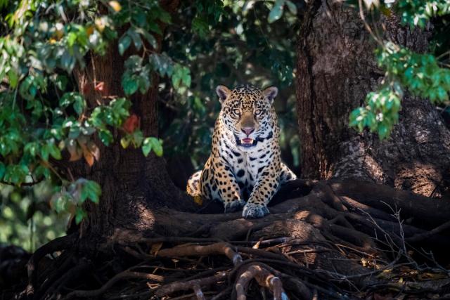 Jaguar in the Mato Grosso, Pantanal, Brazil lying on tree roots, portrait