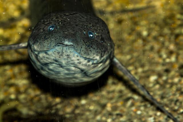West African Lungfish