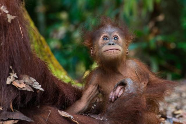 Sumatran orangutan (Pongo abelii) with infant at the Gunung Leuser National Park, Indonesia