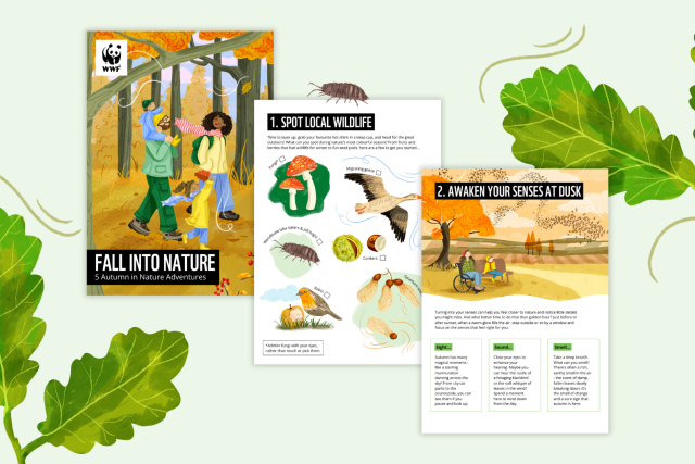 A preview of an autumn activity pack, including the cover page, a wildlife spotter and mindfulness activity.