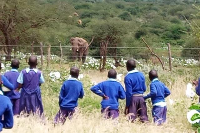 Students watch an elephant from the opposite side of a solar-power deterrent fence around their primary school in Kenya.