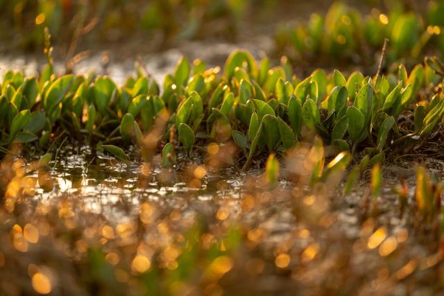 Vibrant leaves showing new growth of sea lavender. Stiffkey Marsh, Stiffkey, North Norfolk, UK.