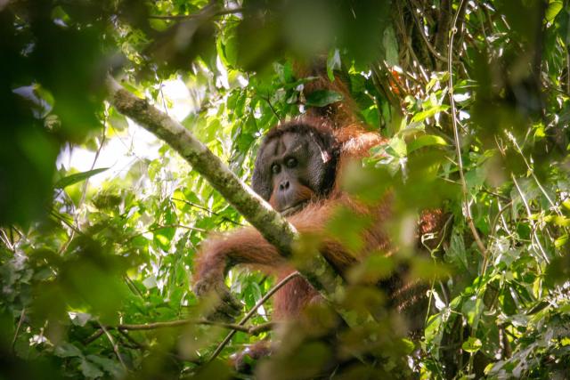Flanged male orangutans recorded in the Bukit Piton Class 1 Forest Reserved.