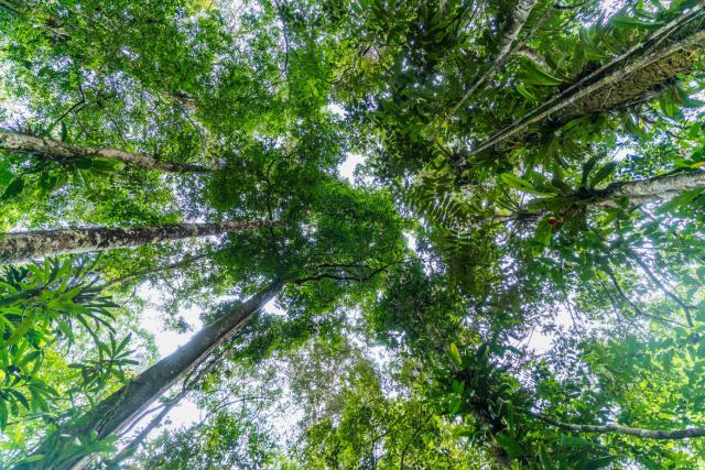 Amazon Forest , La Chorrera