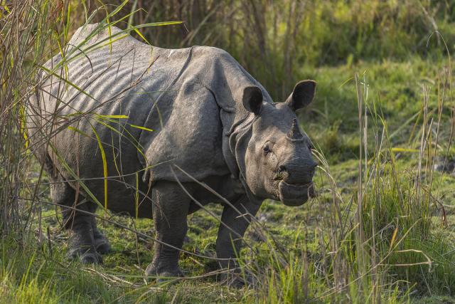Greater one-horned Rhino (Rhinoceros unicornis) Kaziranga Tiger reserve, India.