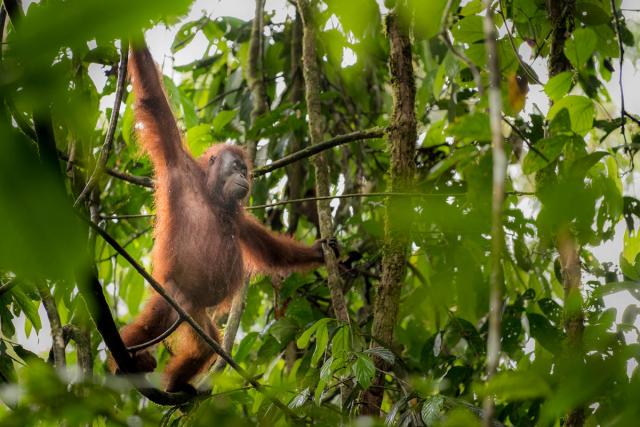 Close up of Bornean orang-utan (Pongo pygmaeus). Danum Valley. Borneo, Malaysia.