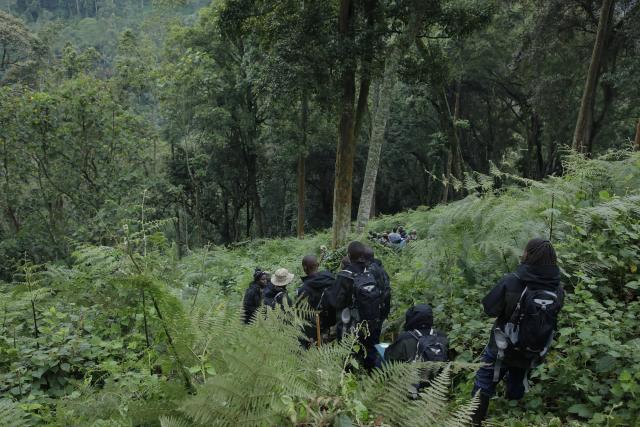 Census field teams walking through Bwindi Impenetrable National Park in search of gorilla signs.
