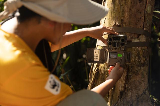 A staff member from WWF looking at the photos captured by the camera trap in Maderacre concession, Iñapari, Peru.