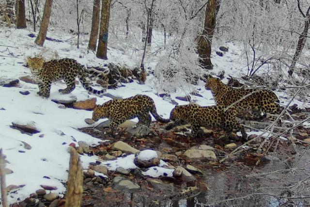 Amur Leopard pack in the snow crossing a river