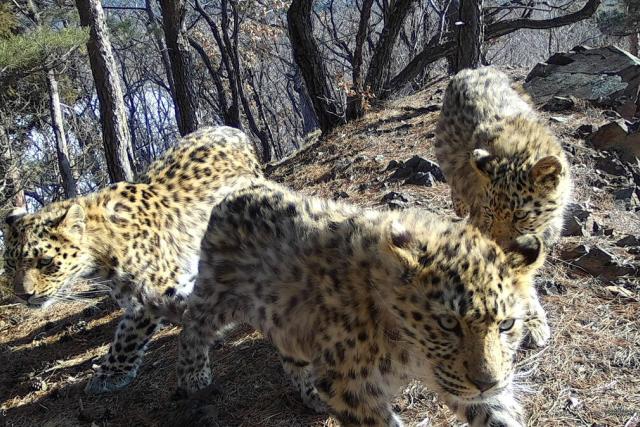 Amur Leopards caught on camera trap 