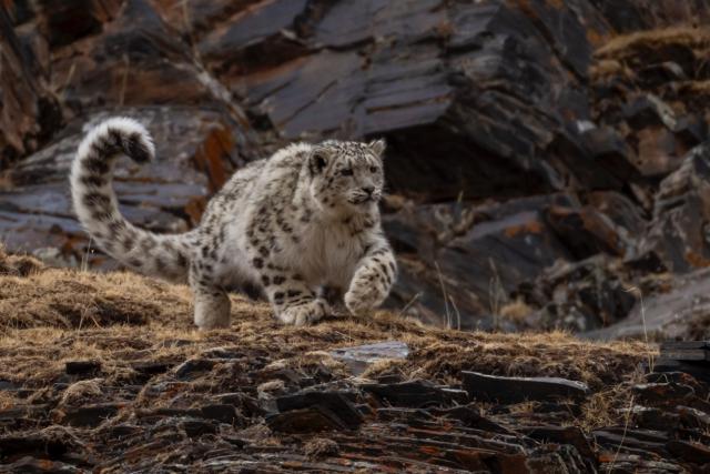 Snow leopard running