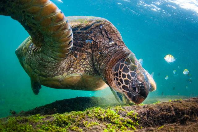 Galápagos green turtle (Chelonia mydas agassizii) feeding near Los Túneles, Isabela Island, Galapagos, Ecuador