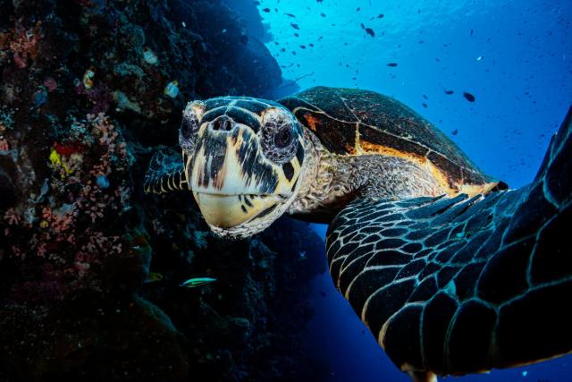 Hawksbill sea turtle Siladan Island, North Sulawesi, Indonesia, Pacific Ocean