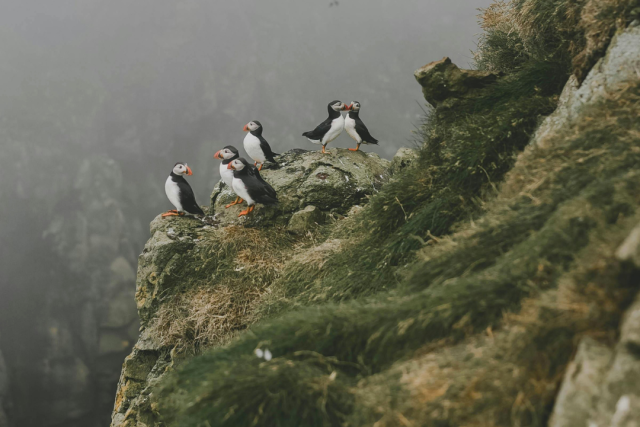A group of puffins perched on rocky shores, surrounded by mist