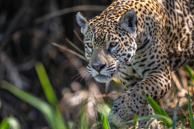 Jaguar Panthera onca female 